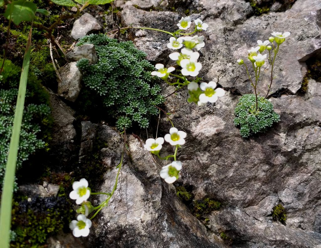 quale Saxifraga?